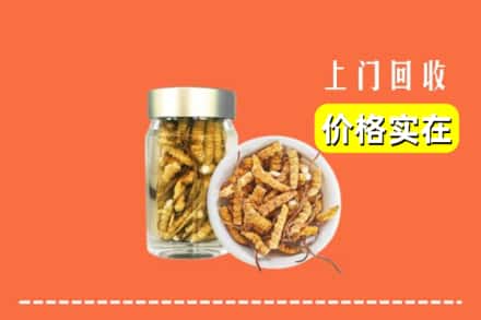 呼兰区回收散虫草