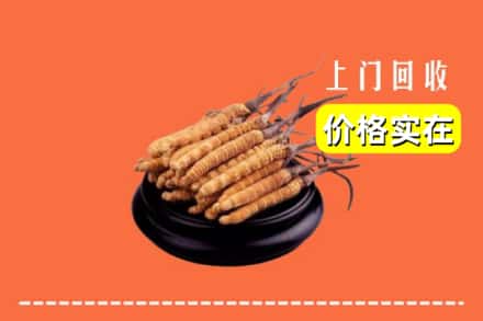 呼兰区回收冬虫夏草